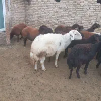 ۴ عدد میشه بره دار بره های پلنگی|حیوانات مزرعه|باغ حلی, |دیوار