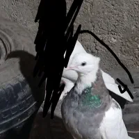 کبوترطوقی|پرنده|نهبندان, |دیوار