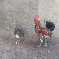 خروس ومرغ گلین تخم گذار|حیوانات مزرعه|کرج, گلدشت|دیوار