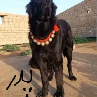 واگذاری سک قهدریجانی فی جفت۵