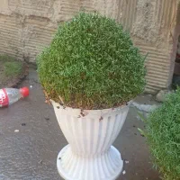 سوزیی|گل و گیاه طبیعی|کوهدشت, |دیوار