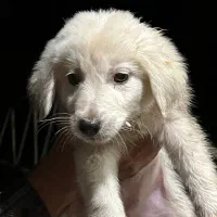 واگذاری رایگان سگ|سگ|رشت, حومه رشت|دیوار