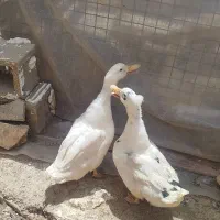 فروش اردک کاکولی پروازی