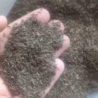 زیره سیاه  کلات