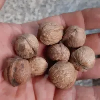 گردو سوزنی|عمده‌فروشی|اصفهان, خانه اصفهان|دیوار