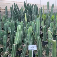 گل و گیاه آپارتمانی|گل و گیاه طبیعی|مینودشت, |دیوار