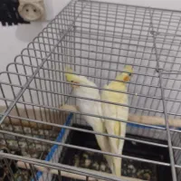 یک جفت عروس هلندی لوتینو صددرصد مولد تضمینی 4 تخم|پرنده|بومهن, |دیوار