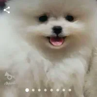 سگ گمشده