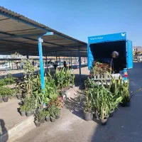 حراج انواع گلهای آپارتمانی وبیرونی