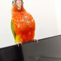 گرینچیک سوپر رد سرلاکی۴۰ روزه پرورش خانگی گیرینچیک