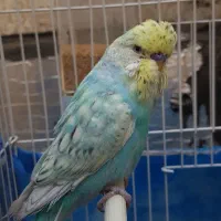 مرغ عشق نر انگلیسی