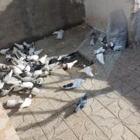 کبوتر|پرنده|میانه, |دیوار