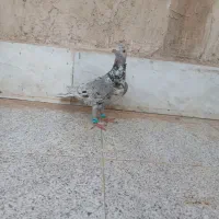 کبوتر