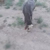 قوچ تخمی