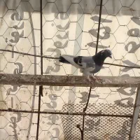 کبوتر|پرنده|پارس‌آباد, |دیوار