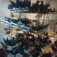 مرغ تخمگذار محلی|حیوانات مزرعه|اهواز, شهرک برق|دیوار