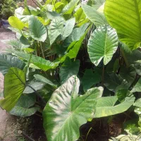 گل بابا آدم تنه مشکی وتنه قرمز