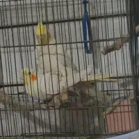 لوازم پرنده قفسی وعروس معاوضه با همه چیز