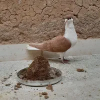 خوشرنگ زرد