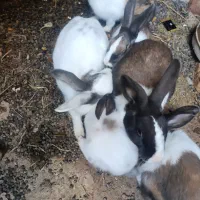 خرگوش بازیگوش دستی