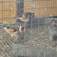 سهره کله‌گاوی|پرنده|مبارکه, |دیوار