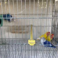 مرغ عشق عروس هلندی کوتوله