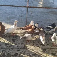 کفتر|پرنده|بیرجند, |دیوار