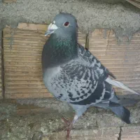 کبوتر پلاکی