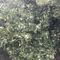 زمین-1800-متر-در-فیروزکنده-ساری-داخل-بافت