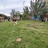 گاو با گوساله