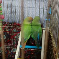 طوطی برزیلی لپ هلویی|پرنده|ملارد, |دیوار