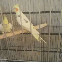 خریدو فروش پرندگان زینتی عروس.ملنگو گرینچیک برزیلی|پرنده|کرج, حصارک بالا|دیوار