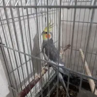 عروس گمشده