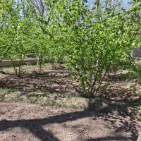 باغ ویلایی باگاز و برق وآب چشمه در شهرستان اسکو|فروش خانه و ویلا|تبریز, |دیوار