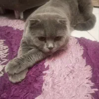 اسکاتیش اصیل فولد بلو نر جهت جفت‌یابی‌و جفتگیری
