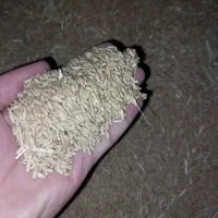 گندم دیم تمیز