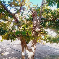 باغبانی وهرس کاری