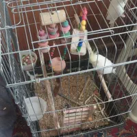 عروس هلندی زعفرانی|پرنده|فردیس, قریشی|دیوار