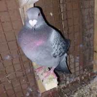 کفتر پلاکی|پرنده|شیراز, گویم|دیوار