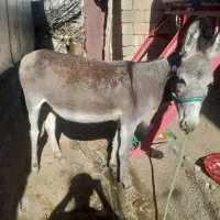 الاغ نر جوان دو سال