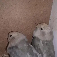 برزیلی اوپال|پرنده|بندر ماهشهر, |دیوار