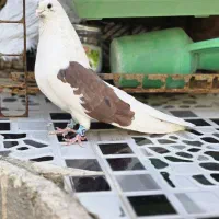 کبوتر پرنده