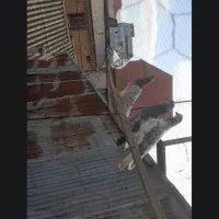 کبوتر پرشی|پرنده|رشت, باهنر|دیوار