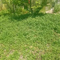 سبزی ،گشنیز ،چوچاق ونعناع محلی تر وتازه