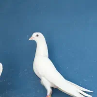 کبوتر پتی واله|پرنده|اصفهان, پروین|دیوار