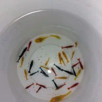 کت پوزه ردماربل و میگو