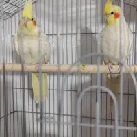 عروس هلندی مولد و جفت