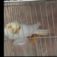 عروس هلندی های بالغ|پرنده|بجنورد, |دیوار