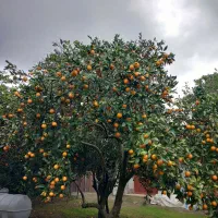 فروش پرتقال تامسون و خونی ۲۰تون|خوردنی و آشامیدنی|نشتارود, |دیوار