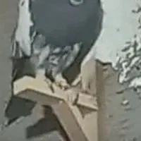 کبوتر گمشده
